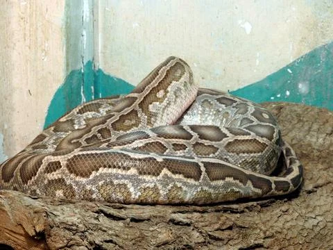 The Indian python (Python molurus), native to tropical and subtropical regi.. Foto stock