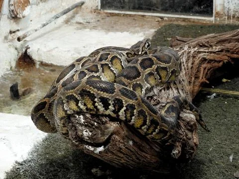 The Indian python (Python molurus), native to tropical and subtropical regi.. Foto stock