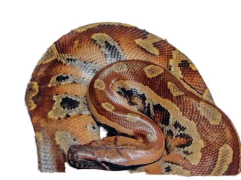 Indian python snake isolated on white 스톡 사진