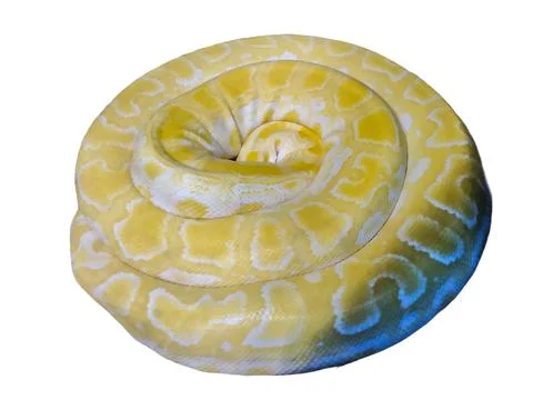 Indian python snake isolated on white Photos