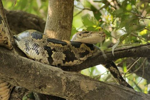 Indian python snake named indian python in a tree seen in India Copyright:... 写真素材
