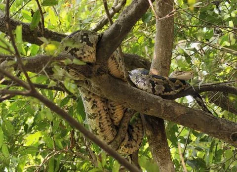 Indian python snake named indian python in a tree seen in India Copyright:... 스톡 사진