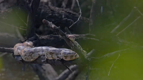 Indian Python Snake Resting on Tree Branch in Natural Forest Habitat Vídeos de archivo 331762315