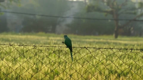 Indian red ring parakeet sitting on Iron net and feeding Triticale ear in mor Video stock 149578311