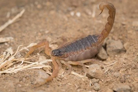 Indian red scorpion in attack position Stock Photos