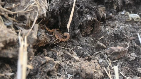 Indian red scorpion. Stock Footage 277198433