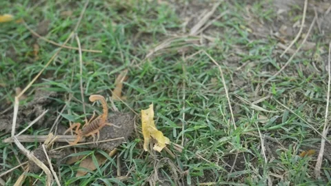 Indian red scorpion. Stock-Footage 277198461