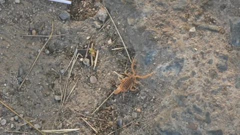 Indian red scorpion. Stock Footage 277198688