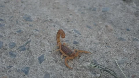 Indian red scorpion. Видео 277198891