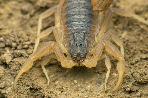Indian red scorpion, Hottentotta tamulus, Satara, Maharashtra, India Stock Photos