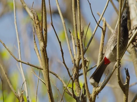 Indian Red Vented Bulbul bird sits on a branch in Northern India. Stock Footage 72990755