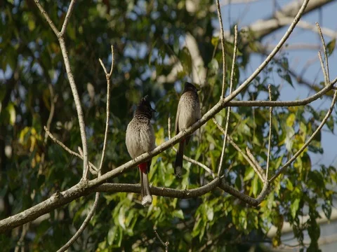 Indian Red Vented Bulbul bird sits on a branch in Northern India. Stock Footage 73008253