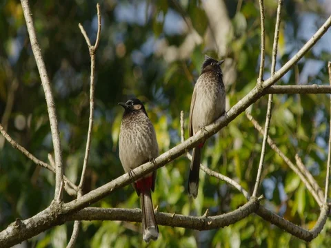 Indian Red Vented Bulbul bird sits on a branch in Northern India. Stock Footage 81618920