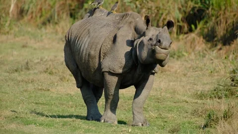 The Indian rhino Stock Footage 302488130