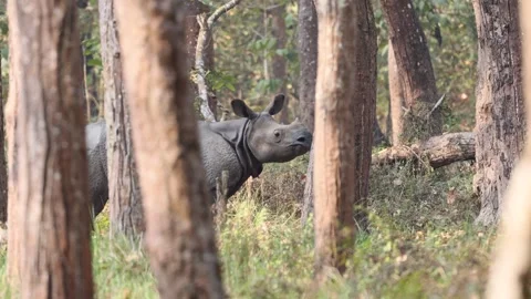 Indian Rhino in forest. Stock Footage 250054778