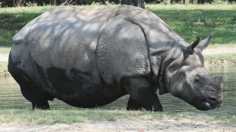 Indian rhinoceros Stock Footage 171584837