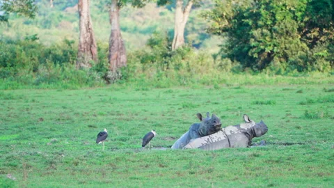 Indian Rhinoceros Resting In Mud Puddle With Birds In Kaziranga National Park Stock Footage 339045708