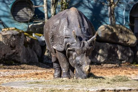 The Indian Rhinoceros, Rhinoceros unicornis aka Greater One-horned Rhinoceros Stock Photos