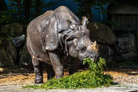The Indian Rhinoceros, Rhinoceros unicornis aka Greater One-horned Rhinoceros Stock Photos