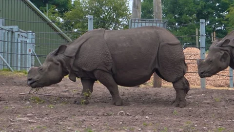 Indian rhinos sort things out, rhino conflict in a safari park, close-up, 4K Stock Footage 145735674