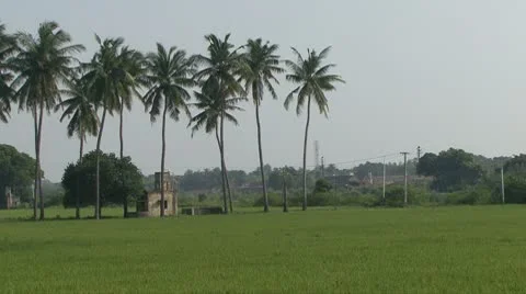 Indian Rice Field 스톡 동영상 10713072