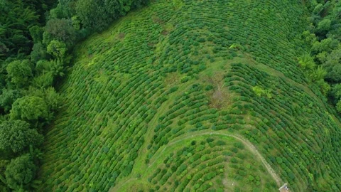 Indian Rice Fields From Above Stock Footage 133336805