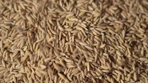 Indian Rice Grain Texture from Rural Farming Field. Stock Footage 331076778