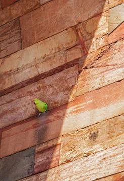 Indian ring-necked parrot. 스톡 사진