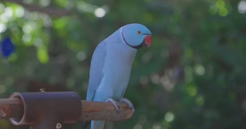Indian Ringed Parakeet perched on bird perch profile shot with foliage 库存影片 255306776