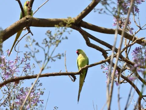 Indian ringed parrot Foto stock