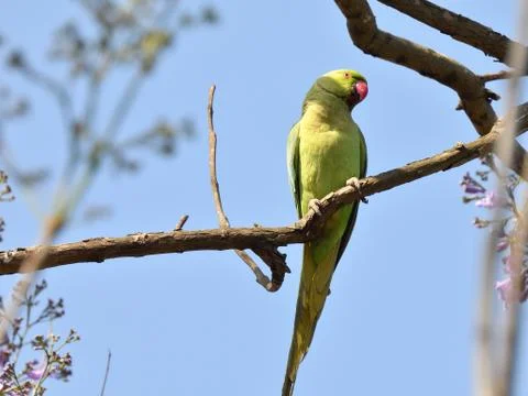 Indian ringed parrot Stock Photos