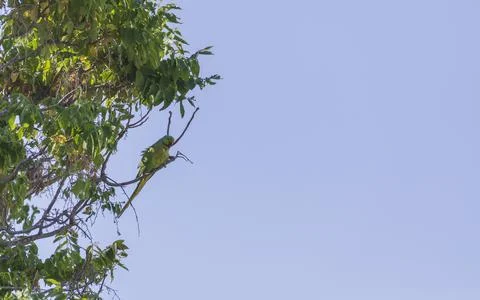 Indian ringed parrot sitting on a tree branch Stock Photos