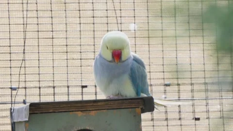 Indian Ringneck Parakeet bird sitting on hut Stock Footage 339025926