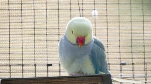 Indian Ringneck Parakeet bird sitting in enclosure Stock Footage 339025939