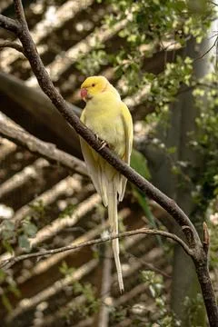 Indian Ringneck Parakeet on a branch Stock Photos