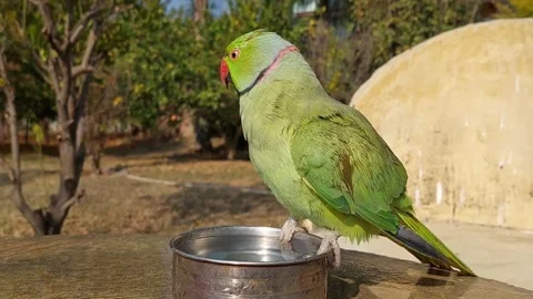 Indian Ringneck Parrot Stock Footage 265204849