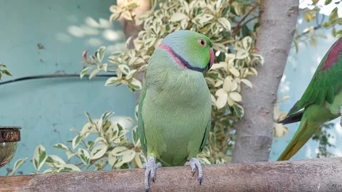 Indian Ringneck Parrot Stock Footage 265204850