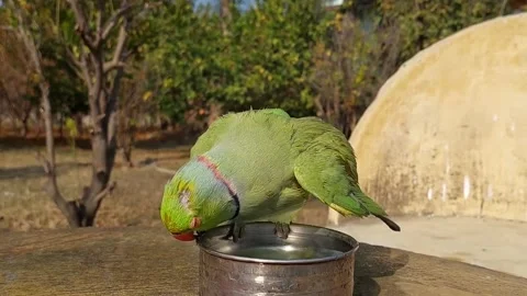 Indian Ringneck Parrot Stock Footage 265204851