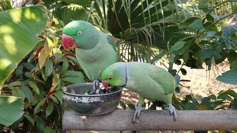 Indian Ringneck Parrot Sounds Video stock 229839428