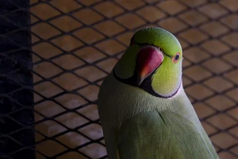 Indian Ringneck parrots are attractive Stock Photos