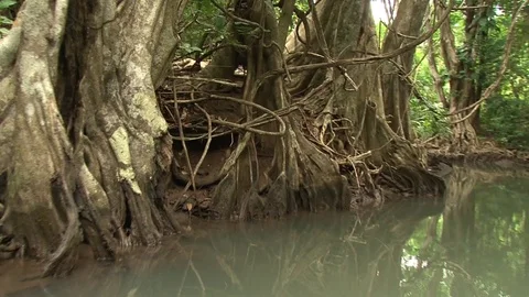 INDIAN RIVER NAVIGATE ROWING BOAT WITH MANGROVE TREES AND LIANA - DOMINICA 스톡 동영상 80823706