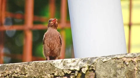 Indian Robin bird in house. Stock Footage 89872480
