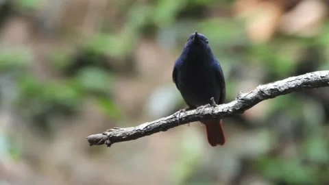 Indian robin bird perched on a tree branch in the forest Видео 336033585
