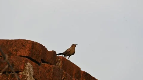 Indian robin or Copsychus fulicatus bird. Stock Footage 345013192