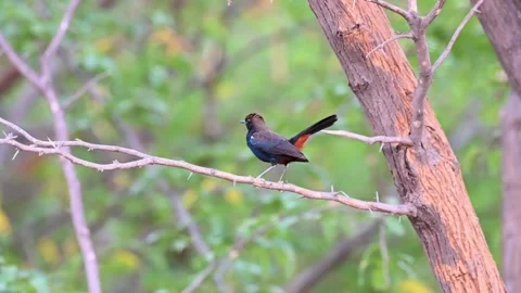 Indian robin perched on a beautiful tree in Jawai national park Stock Footage 308722534