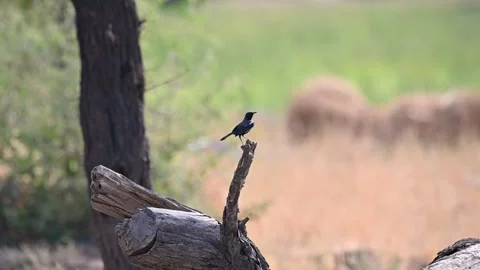 Indian robin perched on a dead tree in Jawai national park Stock Footage 308722005