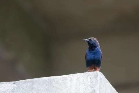 Indian Robin perching on a wall Stock-Fotos