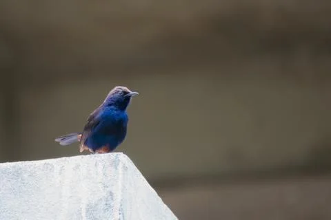 Indian Robin perching on a wall Stock Photos