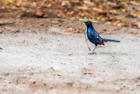 Indian Robin Stock Photos