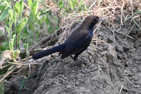 An Indian Robin Stock Photos